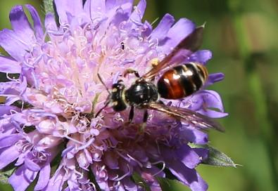 andrena marginata